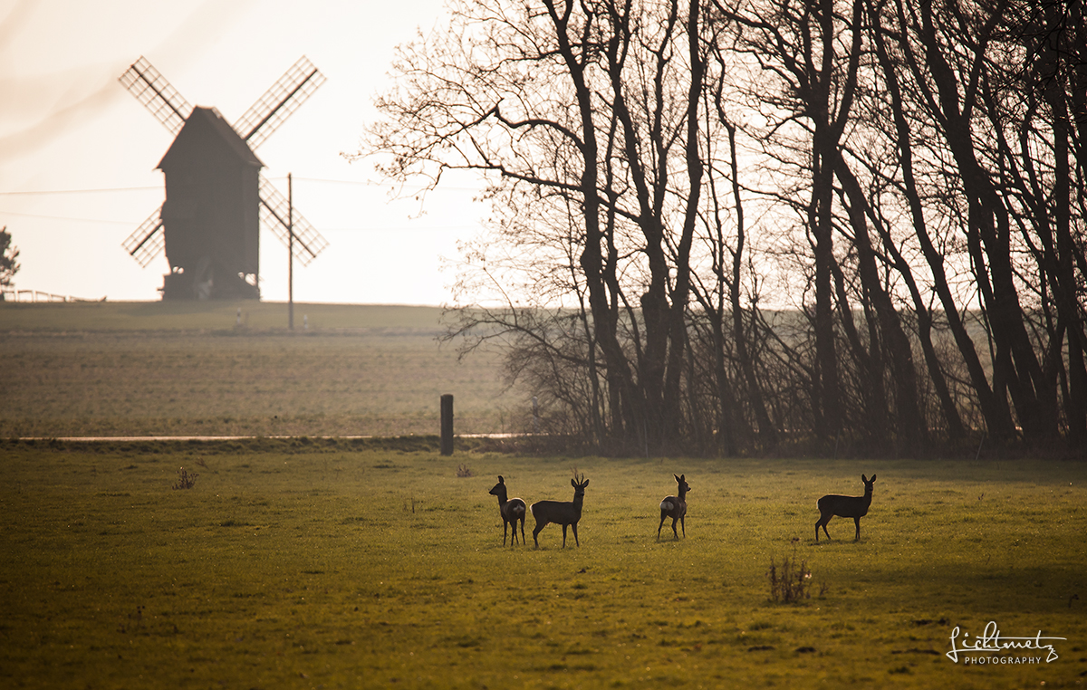 Rehe im Gegenlicht